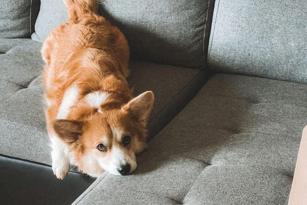 10 Sinais que Seu Pet Está Tentando Falar com Você (E Você Nunca Percebeu!) 2 10 sinais que pet estao querendo se comunicar cao olhar pidao