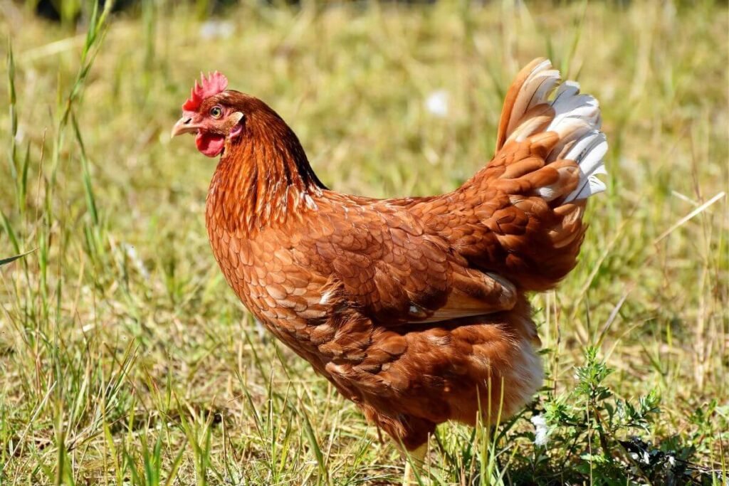 Pets Inteligentes: Descubra Curiosidades Surpreendentes Sobre os Pets Que Você Nunca Imaginou! 5 Design sem nome 3 1