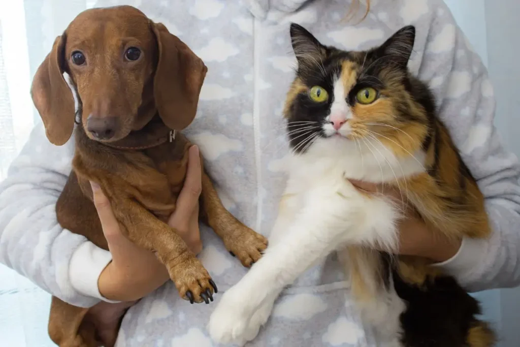 A Importância da Adoção de Pets e a Gratidão dos Animais 5 adocao consciente gato e cachorro nocolo