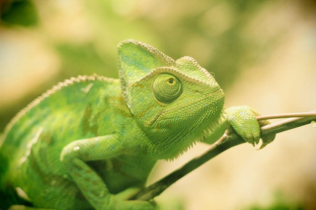 A Importância do Bem-Estar Animal: Como o Comportamento do Seu Pet Revela Sua Saúde, Felicidade e Qualidade de Vida 3 bem estar animal repteis
