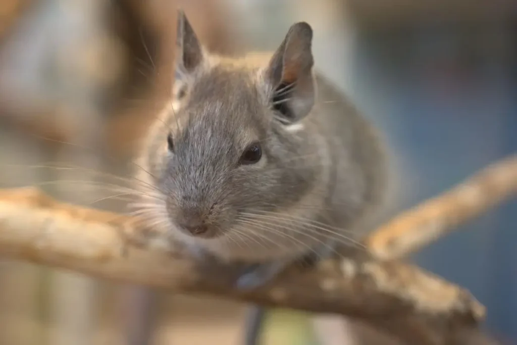 A Importância do Bem-Estar Animal: Como o Comportamento do Seu Pet Revela Sua Saúde, Felicidade e Qualidade de Vida 2 bem estar animal roedores