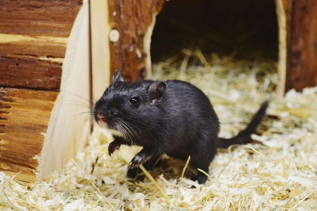 Atividades Divertidas para Garantir o Bem-Estar Físico e Mental do Seu Pet 5 Proporcione momentos de diversão e estímulo para o seu hamster. Isso não só melhora seu bem-estar físico, mas também mantém sua mente ativa e feliz