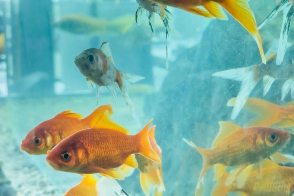 Atividades Divertidas para Garantir o Bem-Estar Físico e Mental do Seu Pet 7 O movimento suave na água é essencial para os peixes, proporcionando um exercício natural que contribui para seu bem-estar físico e emocional