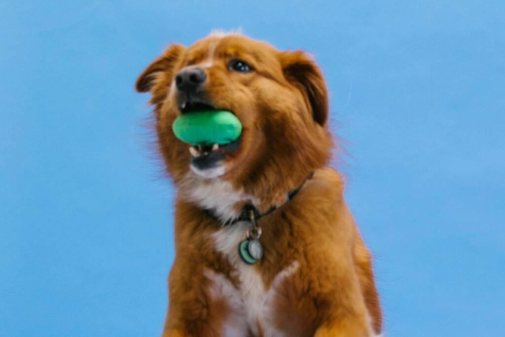 Atividades Divertidas para Garantir o Bem-Estar Físico e Mental do Seu Pet 2 Nada melhor do que uma bolinha para exercitar o corpo e a mente do seu cachorro! Atividades como essa são essenciais para a felicidade deles