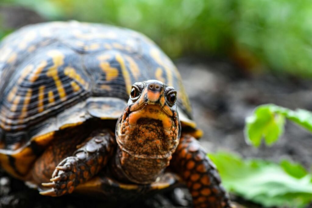 Atividades Divertidas para Garantir o Bem-Estar Físico e Mental do Seu Pet 6 A natação e a exploração são essenciais para o bem-estar físico e mental das tartarugas, mantendo-as ativas e felizes em seu ambiente.