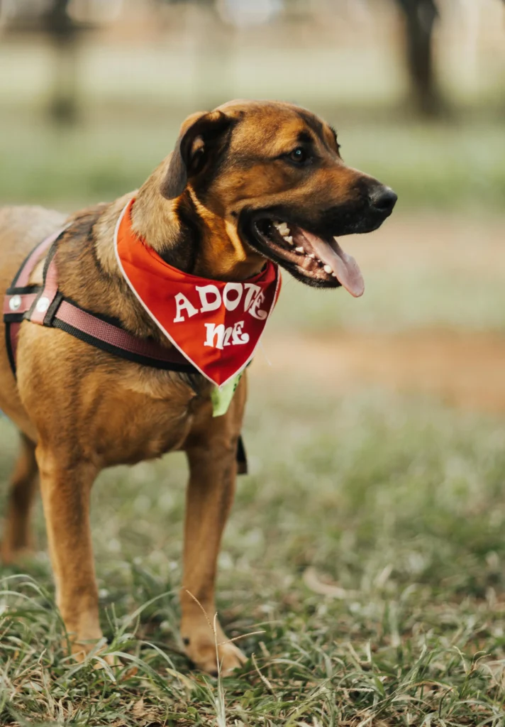 A Importância da Adoção de Pets e a Gratidão dos Animais 4 pexels bertellifotografia 16652365