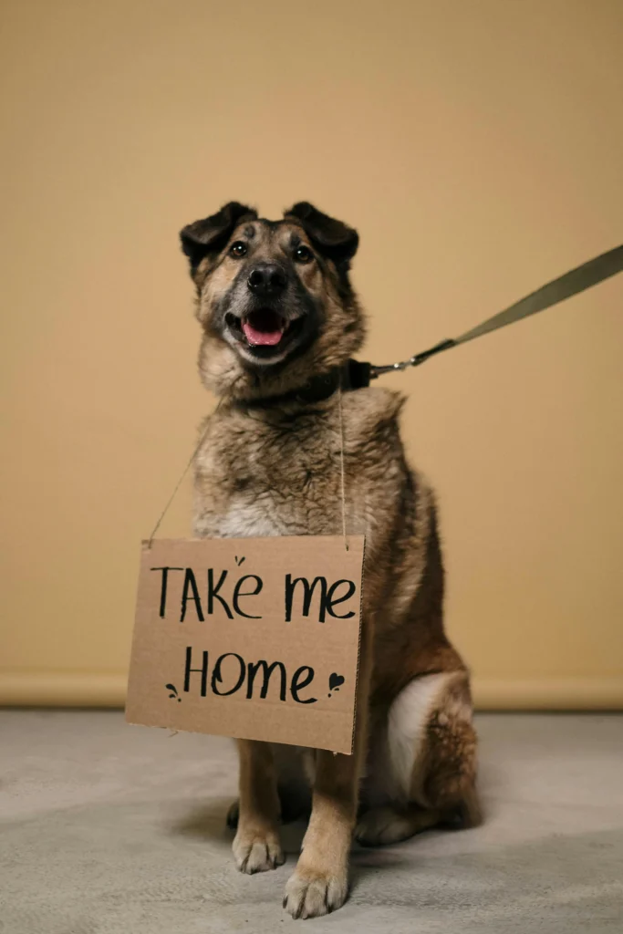 A Importância da Adoção de Pets e a Gratidão dos Animais 3 pexels cottonbro 6568500