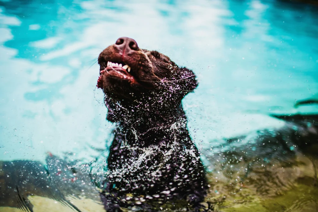 Cuidados Essenciais para Pets em Dias de Calor Extremo 4 pexels wildlittlethingsphoto 1844899