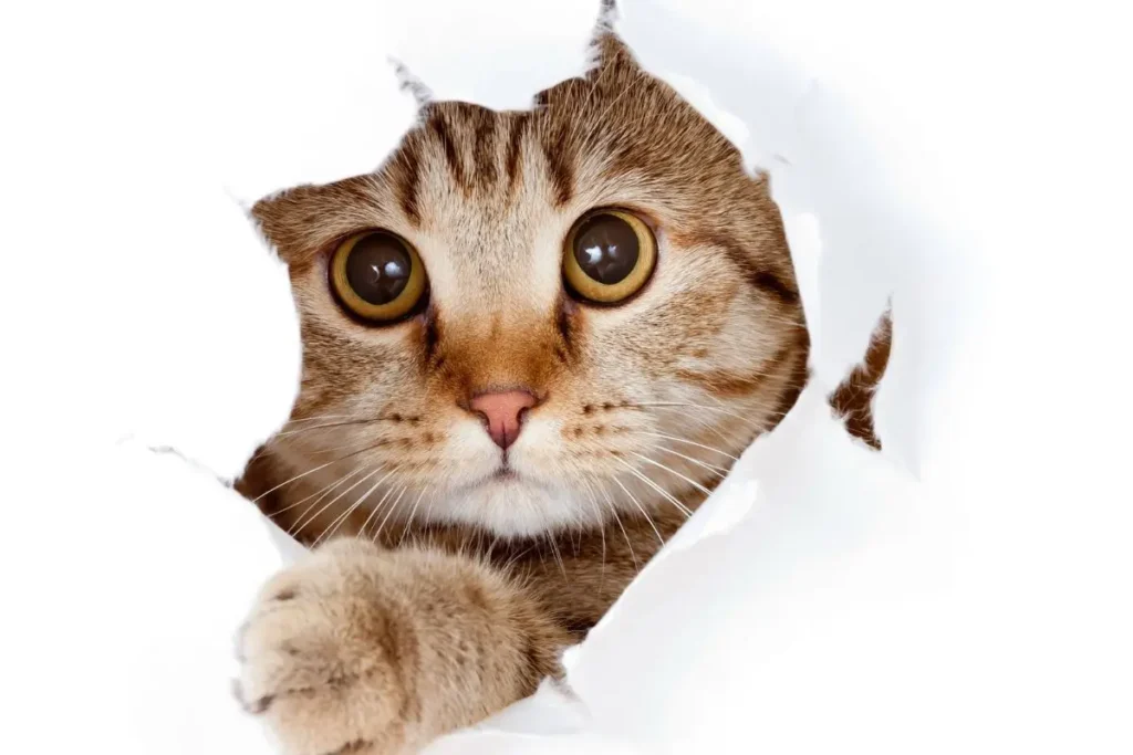 Atividades Divertidas para Garantir o Bem-Estar Físico e Mental do Seu Pet 3 A curiosidade do gato e a interação com outros animais ajudam a desenvolver o bem-estar emocional e físico, criando momentos de diversão e aprendizado