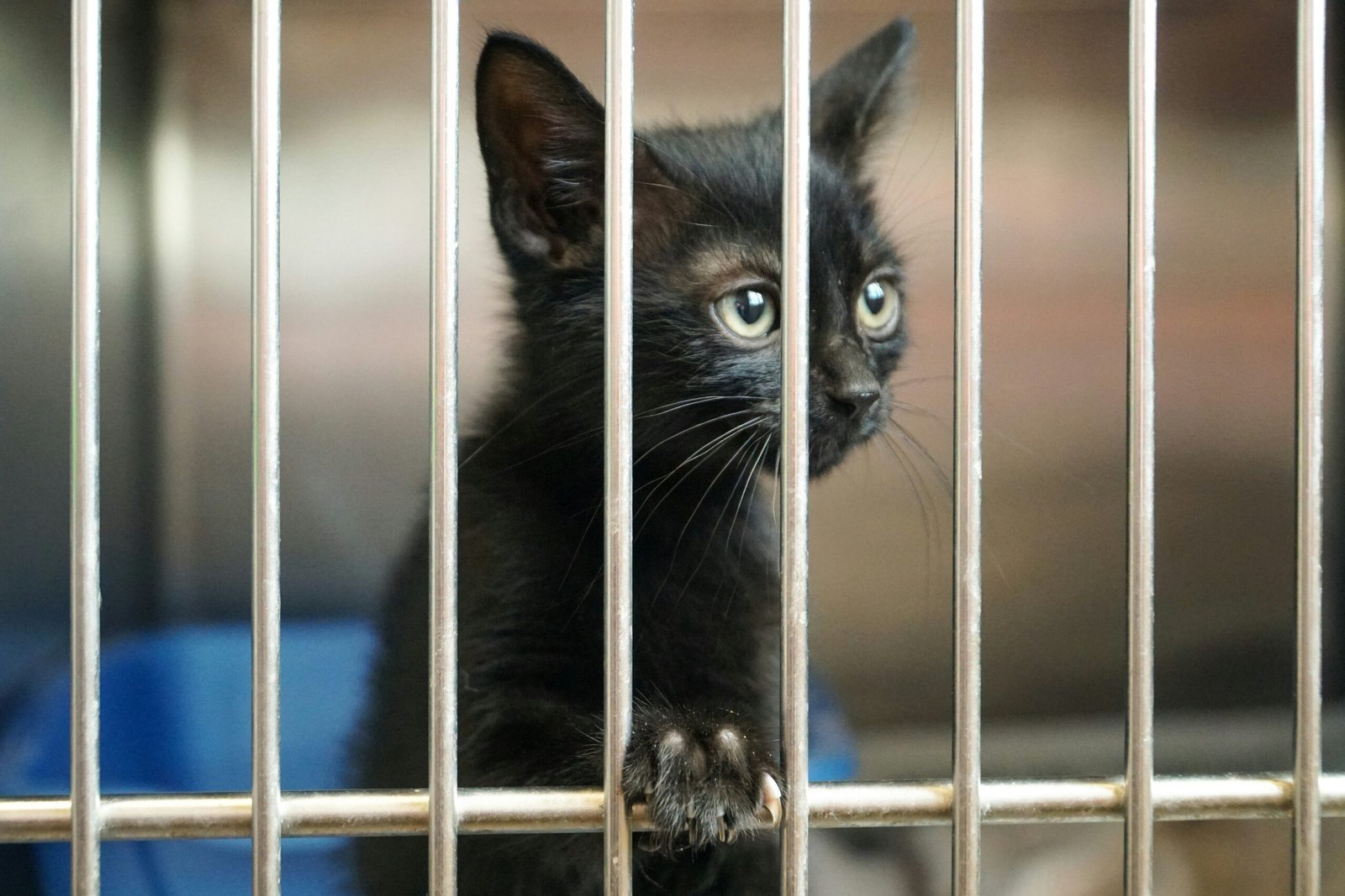 A Importância da Adoção de Pets e a Gratidão dos Animais 2 shallow focus photography of black kitten