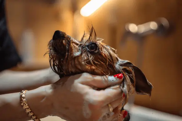 Cuidados Essenciais para Pets em Dias de Calor Extremo 5 verao mundo pet 1 1