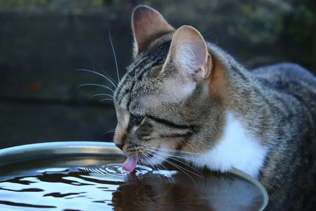 Cuidados Essenciais para Pets em Dias de Calor Extremo 2 verao mundo pet tomando