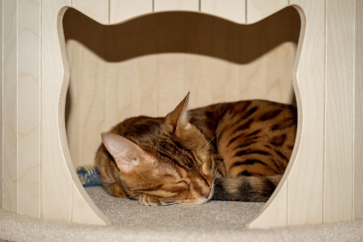 BEM-ESTAR DOS PETS: UM GUIA COMPLETO PARA GARANTIR A SAÚDE E FELICIDADE DO SEU COMPANHEIRO 2 Conforto dos pets