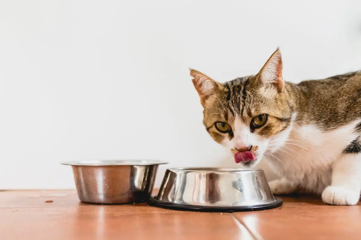 ALIMENTOS PROIBIDOS P PETS CAT