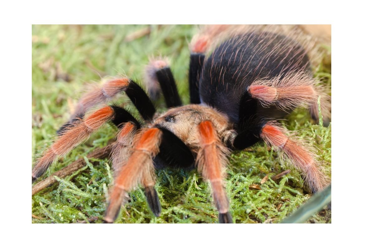 PETS PECONHENTOS BRACHYPELMA SMITHI