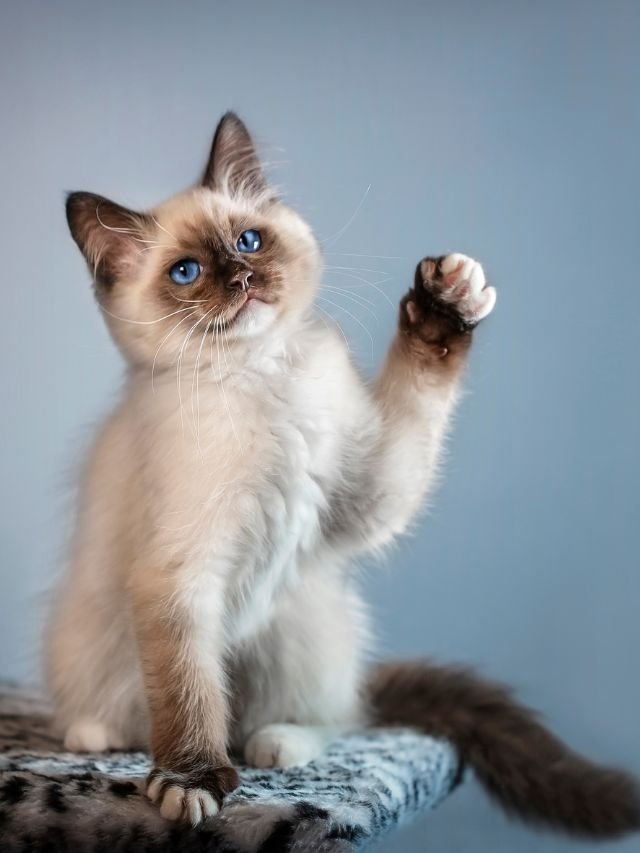 Descubra as Raças de Pets Mais Ciumentas e Seus Segredos 3 RACAS DE FELINOS SIAMES