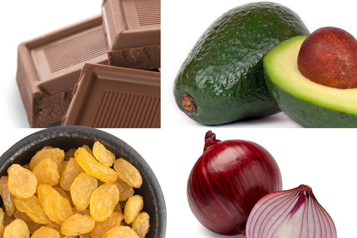 alimentos proibitos para pets 3