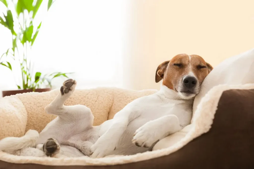Cães Sonhadores: O Que Acontece Quando Seu Melhor Amigo Fecha os Olhos? 2 caes que sonham pet dormindo cama