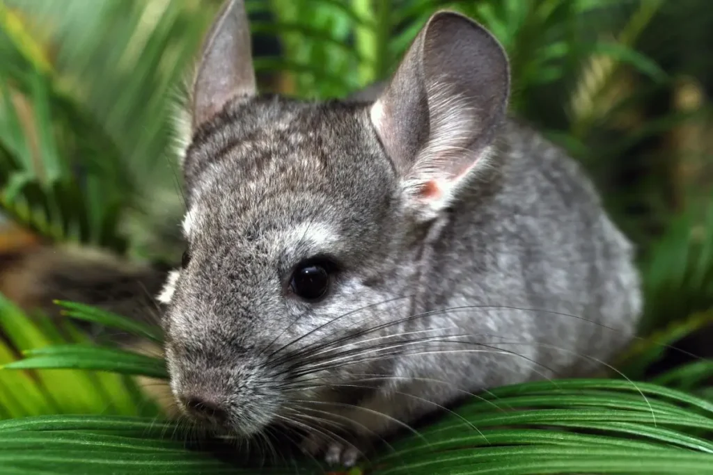 Hamster, porquinho-da-índia ou chinchila? Como escolher o roedor ideal para você. 4 como escolher o roedor ideal chincilia