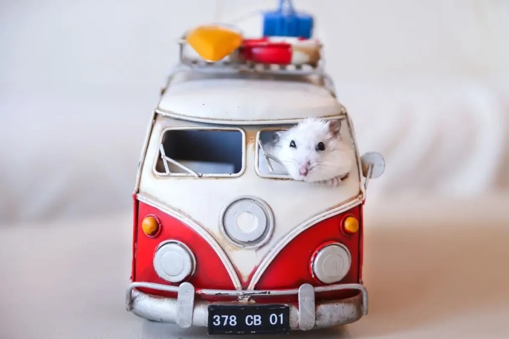 Hamster, porquinho-da-índia ou chinchila? Como escolher o roedor ideal para você. 2 como escolher o roedor ideal hamster