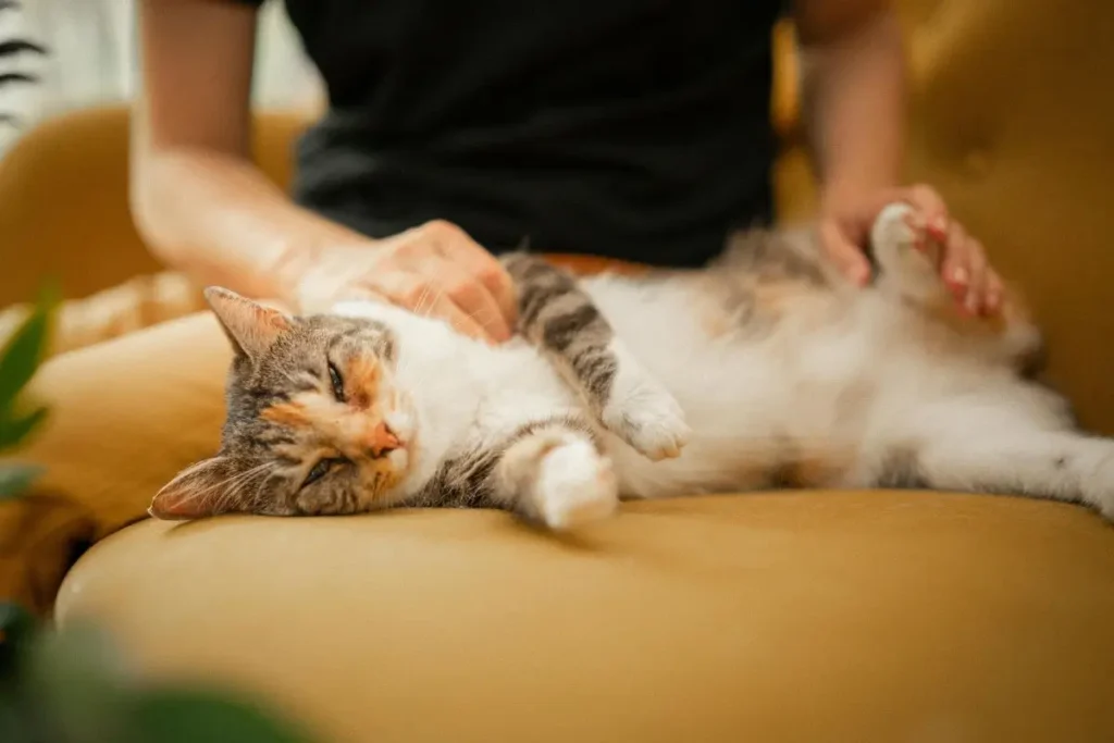Por que os Gatos Amassam os Pãozinhos? Compreenda Comportamentos Felinos 2 gato amassando as patas 1 1