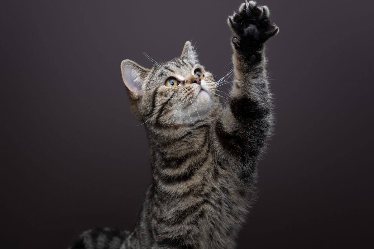 gato amassando as patas