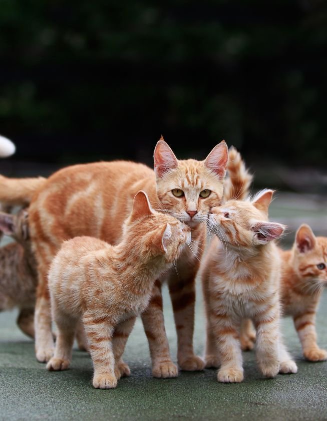 qual a raca de gato melhor para idoso 1