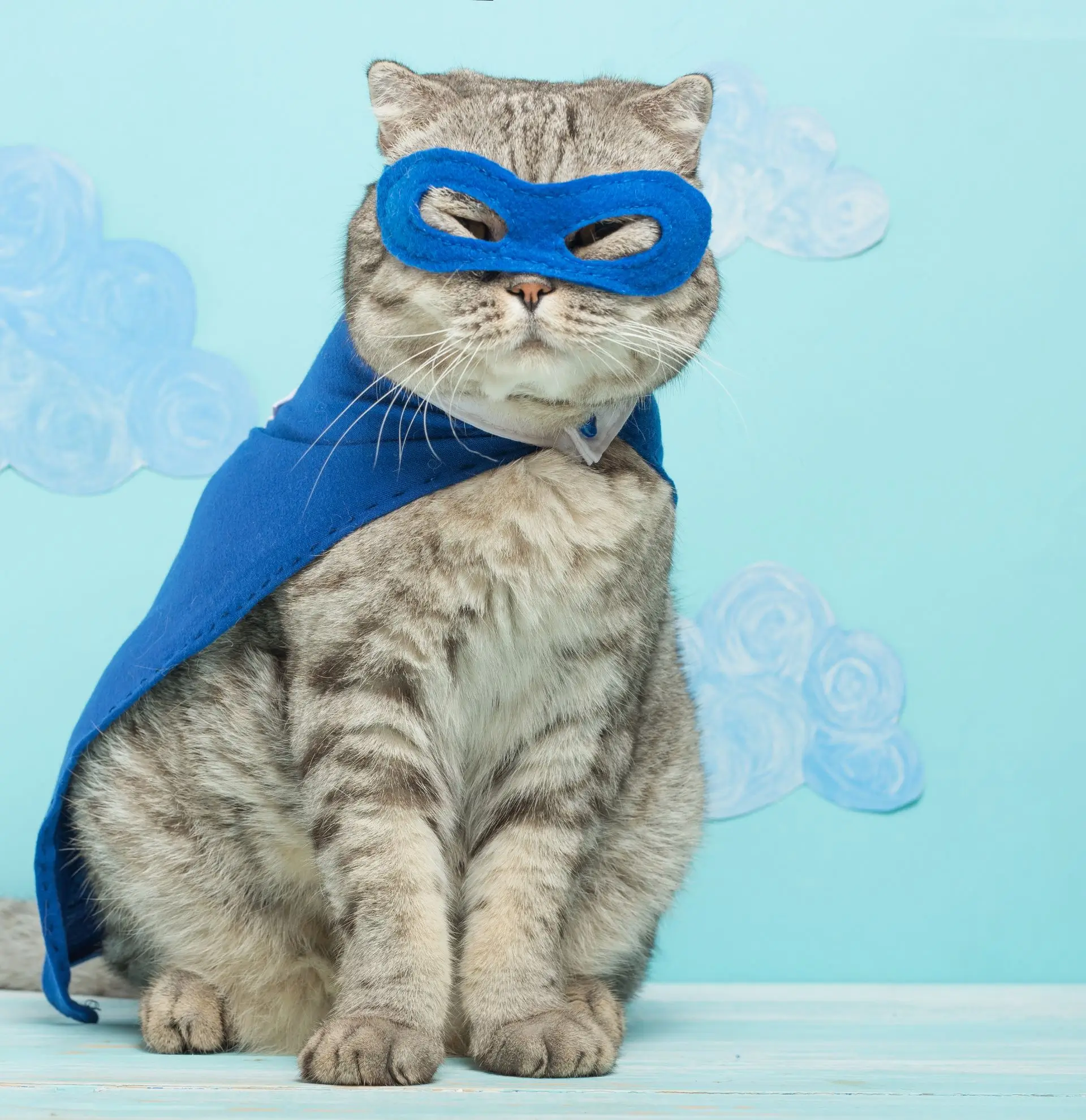 vacinacao em felinos web 8