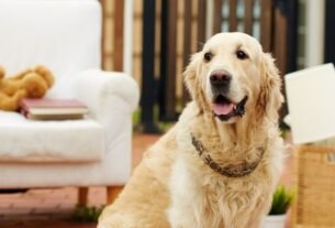 Leishmaniose Canina: 5 Hábitos Essenciais para Reforçar a Proteção do seu Pet