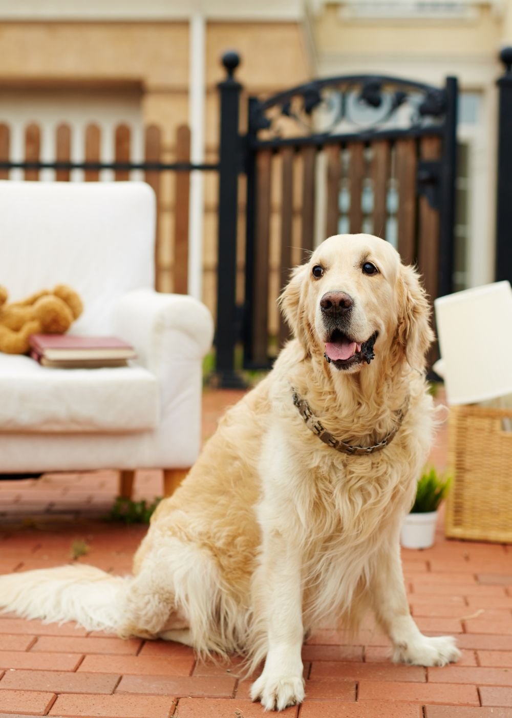 Leishmaniose Canina: 5 Hábitos Essenciais para Reforçar a Proteção do seu Pet