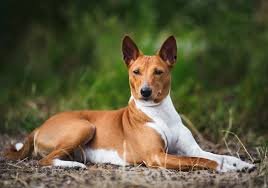 Cachorros e Alergia: Como Escolher o Pet Ideal Sem Sofrer com Pelos 2 Cachorros e Alergia: Como Escolher o Pet Ideal Sem Sofrer com Pelos