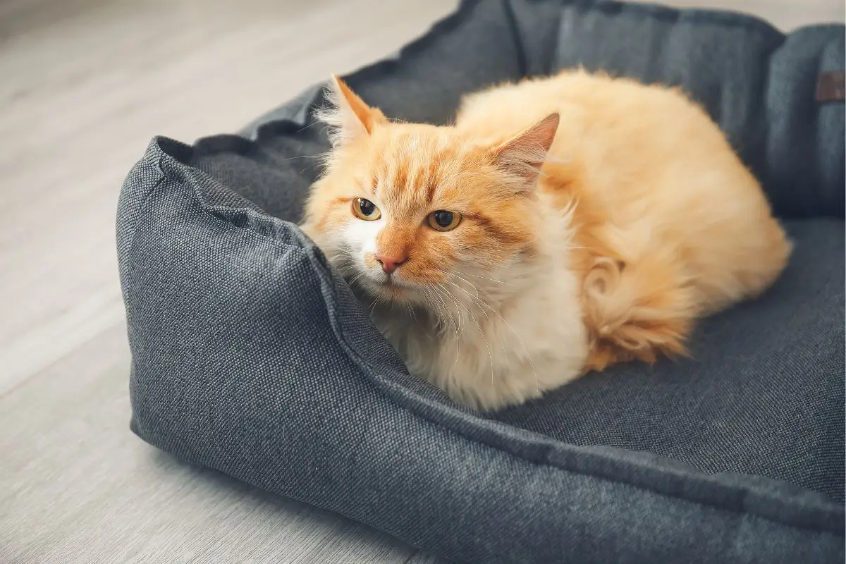 cantinho zen aromaterapia 4