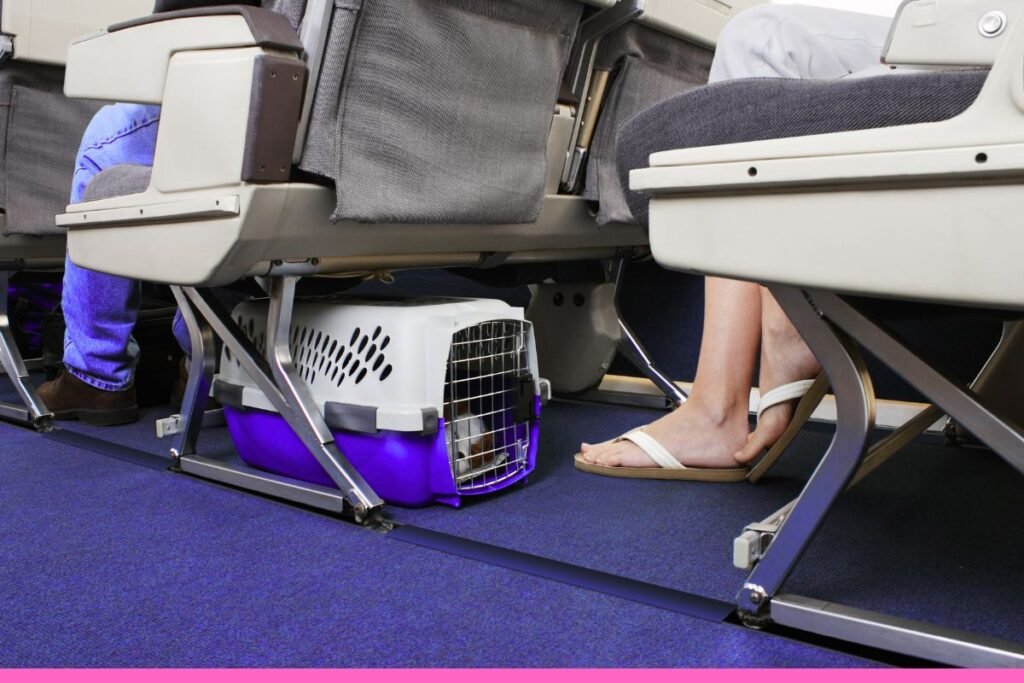 Como Preparar Seu Pet para uma Viagem Tranquila: Guia para Tutores Responsáveis 2 4