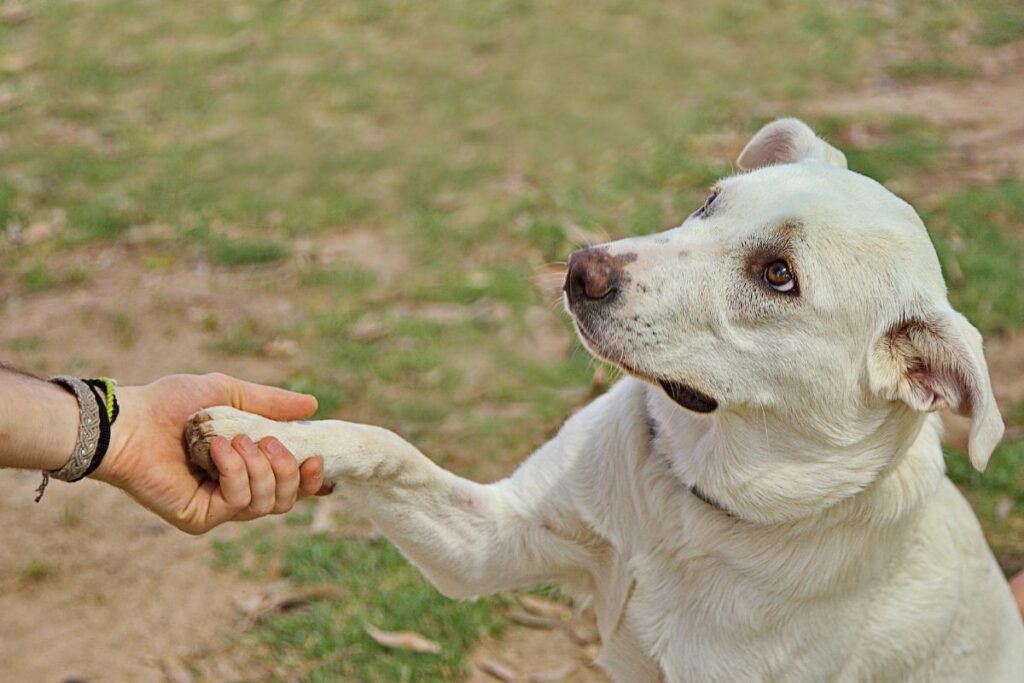 Como Entender o Comportamento do Seu Cachorro: Dicas Essenciais para Criar um Vínculo Incrível! 2 4 7